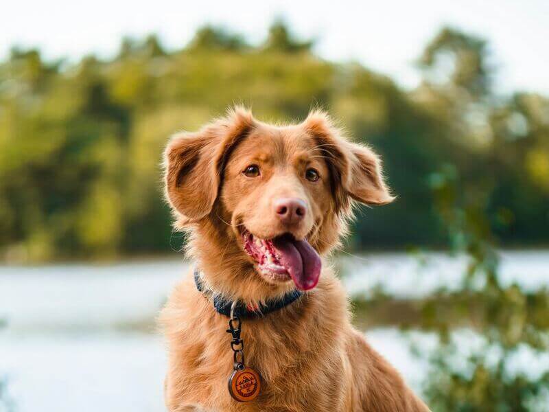 Dog smiling to the camera